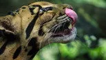 Grandes felinos